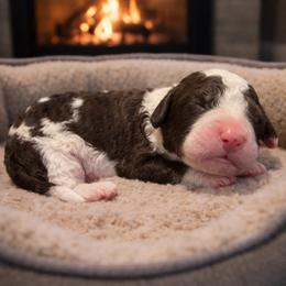 Green collar - Brown and white male Sheepadoodle puppy in Inman, South Carolina from Mossy Doodles LLC