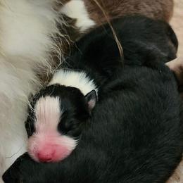 Max - Black tri-color male Australian Shepherd puppy in Athens, Tennessee from Mimi's Aussie