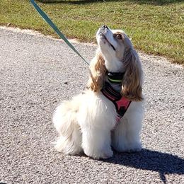 Cocker Spaniels from Cocker Spaniel Haven