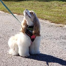 Cocker Spaniels from Cocker Spaniel Haven