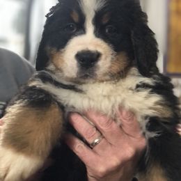 Bernese Mountain Dog Puppies from Humble Hearts Bernese