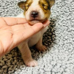 Sprout - White male Collie puppy in Henderson, Nevada from River Spirit Collies