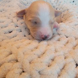 Havapoo Puppies from Little Wyo Doodles