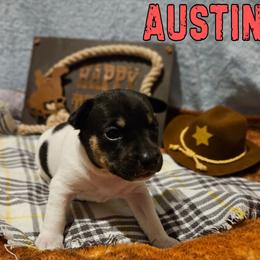 Austin - White black and tan female Rat Terrier puppy in Lynn, Alabama from Cryptic Rat Terriers