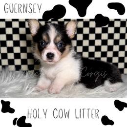 Guernsey - Blue merle and white female American Corgi puppy in Greenwood, Indiana from Witch Creek Corgis