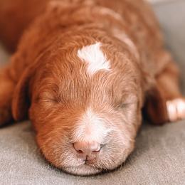 Tater - Red  male Goldendoodle puppy in Meridian, Idaho from Table Rock Legacy Doodles