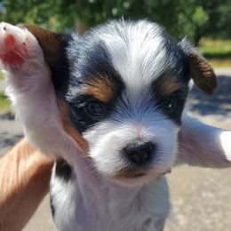 Yorkshire Terriers from All 4 Pets