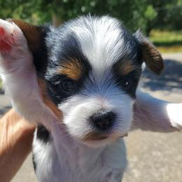 Yorkshire Terriers from All 4 Pets