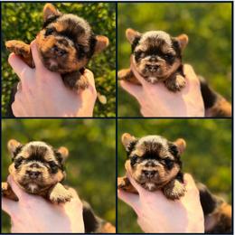 Little Miss Daisy May AKC - Black and tan female Yorkshire Terrier puppy in Hope, Indiana from DJ Yorkies