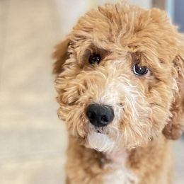 Goldendoodles from Kris' Pawtastic Canines