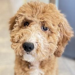 Goldendoodles from Kris' Pawtastic Canines