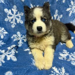 AKC Holly - Black and white female Siberian Husky puppy in Centreville, Maryland from Huskies By the Bay