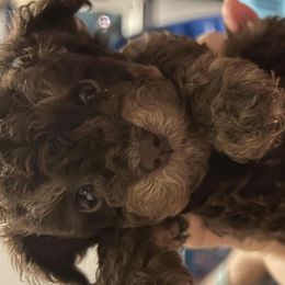 Poodle Puppies from S.H.A.R.P.’s Toy Poodles