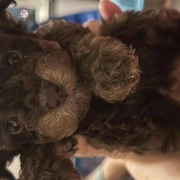 Poodle Puppies from S.H.A.R.P.’s Toy Poodles
