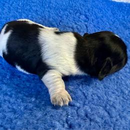 Thunder - Black and cream male Dachshund puppy in Wolf Lake, Indiana from Canisteo Dachshunds