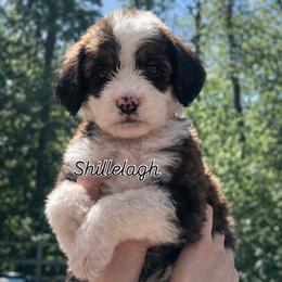 Shillelagh - Brown and white female Sheepadoodle puppy in Rocky Point, North Carolina from CelticDoods