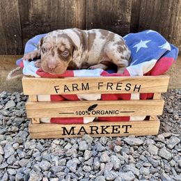 Liberty - Red merle female Catahoula Leopard Dog puppy in Washington from Coweeman Catahoulas
