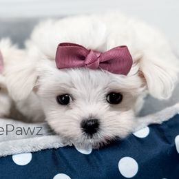 Girl 1 - Maltese puppy in Tampa, Florida from Petite Pawz