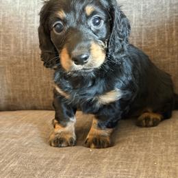 Fred - Black and tan male Dachshund puppy in Tonopah, Arizona from Brandie's Dachshunds