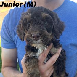 Bernedoodle Puppies from Coconutbernedoodles