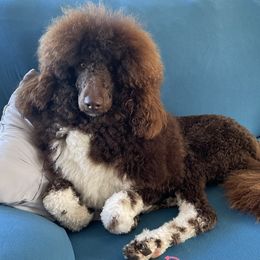 Rosie - Poodle