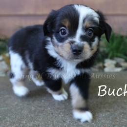 Buck - Blue merle male Miniature American Shepherd puppy in Godley, Texas from Flying H Toy and Mini Aussies