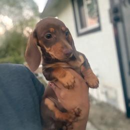 Boy 3 - Chocolate and tan male Dachshund puppy in Anaheim, California from SoCal Mini Dachshunds