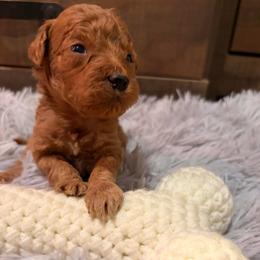 John light blue collar - Red  male Goldendoodle puppy in Atco, New Jersey from Flannery’s lucky pup’s🍀