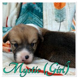 Mystic - Red and white female American Corgi puppy in Scottown, Ohio from Wyndy Ridge Corgis