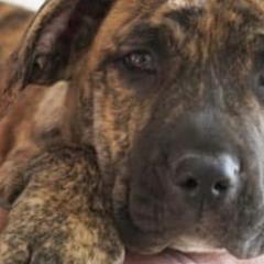 Perro de Presa Canarios from Joshua's Perro de Presa Canario