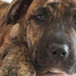 Perro de Presa Canarios from Joshua's Perro de Presa Canario