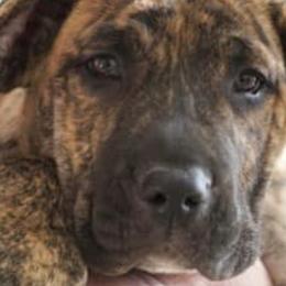 Perro de Presa Canarios from Joshua's Perro de Presa Canario