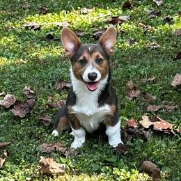 Ivy AKC registered - Blue female Pembroke Welsh Corgi puppy in Montgomery County, Tennessee from Anita’s little Corgi Haven