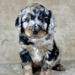 BMF2 - Blue merle female Aussiedoodle puppy in Prague, Oklahoma from Classic K9’s  Aussies & Doodles