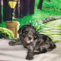 Cavapoo puppies from Clearview Kennels
