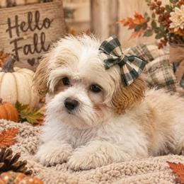 Roxy - Cream female Maltipoo puppy in Lebanon, Kentucky from Mosaic Merle Doodles