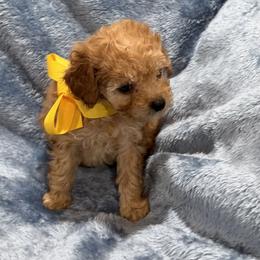 AKC toy poodle - Tommy - Apricot male Poodle puppy in Tennessee Colony, Texas from Poodle an Doodles 3:16