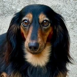 Dianka - Dachshund
