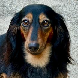 Dianka - Dachshund