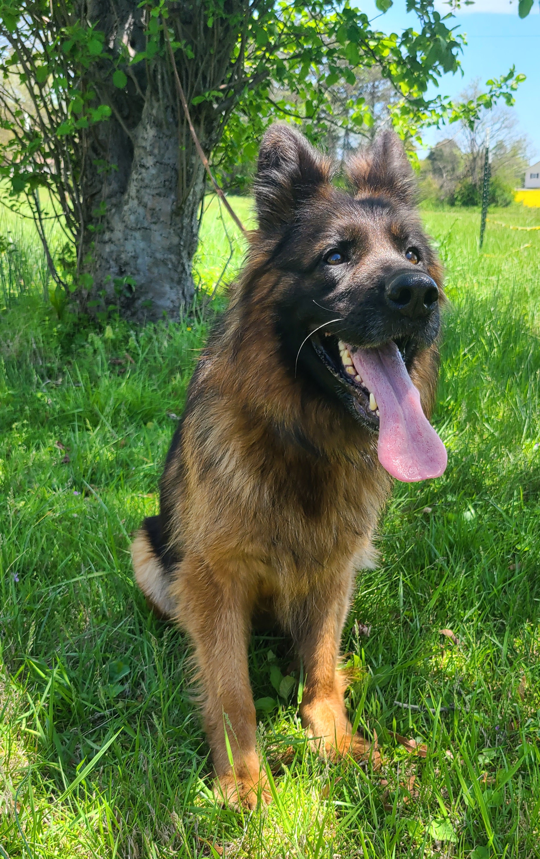 Molly - German Shepherd