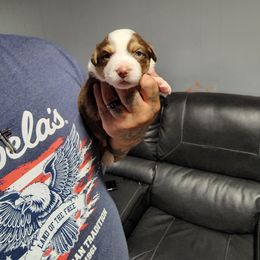 Miniature Australian Shepherd Puppies from Bornagain Paws