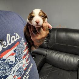 Miniature Australian Shepherd Puppies from Bornagain Paws