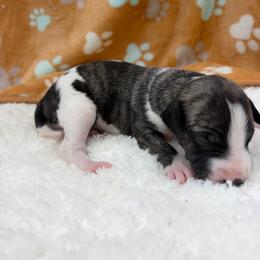Herman - White and fawn brindle male Whippet puppy in West Plains, Missouri from Sycamore Ridge Puppies