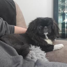 Natasha - Pekingese