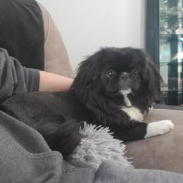 Natasha - Pekingese