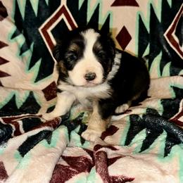 R2 - Saddleback sable female Border Collie puppy in Milton, Pennsylvania from C&C Border Collies