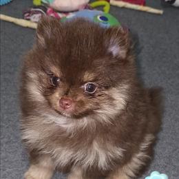 Levi - Chocolate and tan male Pomeranian puppy in Jacksonville, Florida from L'Orlean Kennels