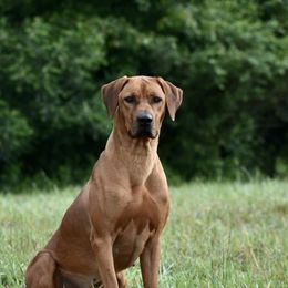Youngin - Rhodesian Ridgeback