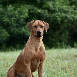 Youngin - Rhodesian Ridgeback