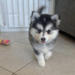 Inky - Black and white male Pomsky puppy in Orange County, California from Pomsky Playpen